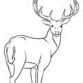 Deer Coloring Pages 010