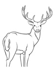 Deer Coloring Pages 010