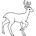 Deer Coloring Pages 013