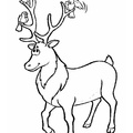 Deer Coloring Pages 015