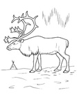 Deer Coloring Pages 017