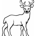 Deer Coloring Pages 021
