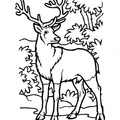 Deer_Coloring_Pages_024.jpg