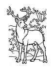 Deer Coloring Pages 024