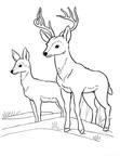 Deer Coloring Pages 027