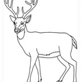 Deer Coloring Pages 030