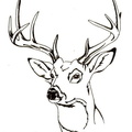Deer Coloring Pages 048