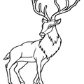 Deer Coloring Pages 049