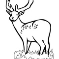 Deer_Coloring_Pages_051.jpg
