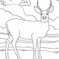 Deer Coloring Pages 053