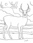 Deer Coloring Pages 053