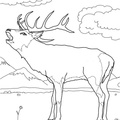 Deer_Coloring_Pages_054.jpg