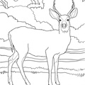 Deer Coloring Pages 055