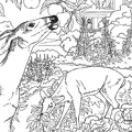 Deer Coloring Pages 056
