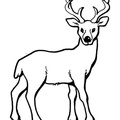 Deer Coloring Pages 058