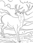 Deer Coloring Pages 059