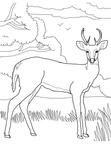 Deer Coloring Pages 071