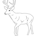 Deer Coloring Pages 073