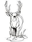 Deer Coloring Pages 075