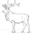 Deer Coloring Pages 078