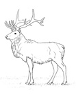 Deer Coloring Pages 078