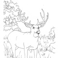 Deer Coloring Pages 090