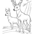 Deer_Family_Coloring_Pages_004.jpg