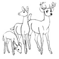 Deer_Family_Coloring_Pages_008.jpg