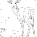 Fawn_Coloring_Pages_029.jpg