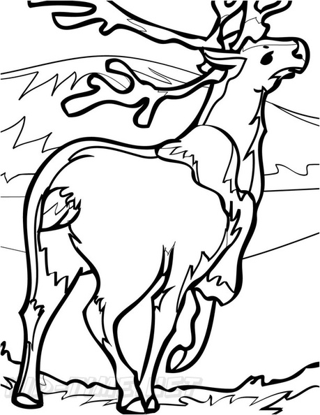 Reindeer_Caribou_Coloring_Pages_009.jpg