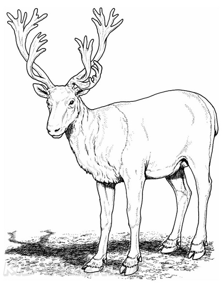 Reindeer_Caribou_Coloring_Pages_017.jpg