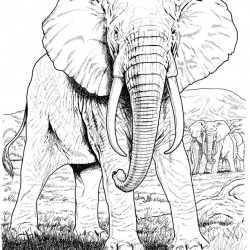 Realistic Elephant