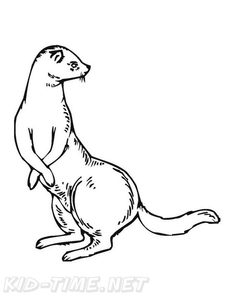 Ferret_Coloring_Pages_013.jpg