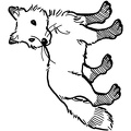 Fox_Coloring_Pages_056.jpg
