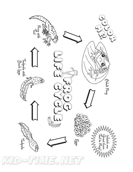Frog_Lifecycle_Coloring_Pages_001.jpg