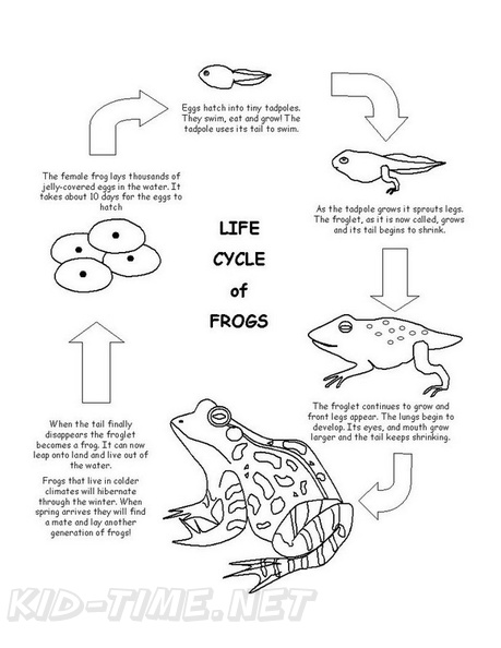 Frog_Lifecycle_Coloring_Pages_005.jpg
