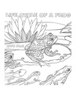 Frog Life Cycle Coloring Book Page