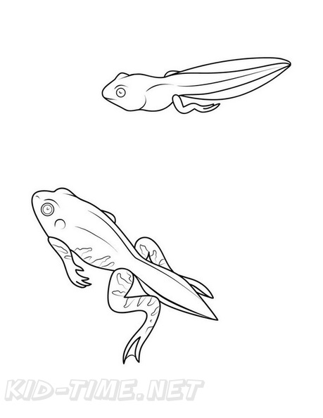 Frog_Lifecycle_Coloring_Pages_012.jpg