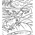 Frogs_Coloring_Pages_071.jpg