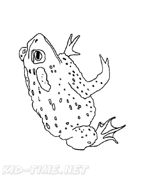Realistic_Frog_Coloring_Pages_036.jpg