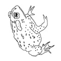 Realistic_Frog_Coloring_Pages_036.jpg