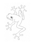 Realistic Frog Coloring Book Page