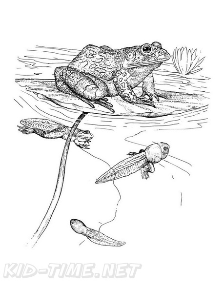 Realistic_Frog_Coloring_Pages_053.jpg