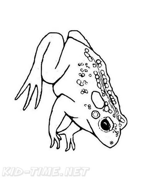 Realistic_Frog_Coloring_Pages_054.jpg
