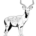 Gazelle_Coloring_Pages_014.jpg