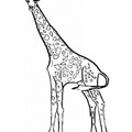 Giraffe_Coloring_Pages_207.jpg