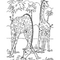 Realistic_Giraffe_Coloring_Pages_011.jpg
