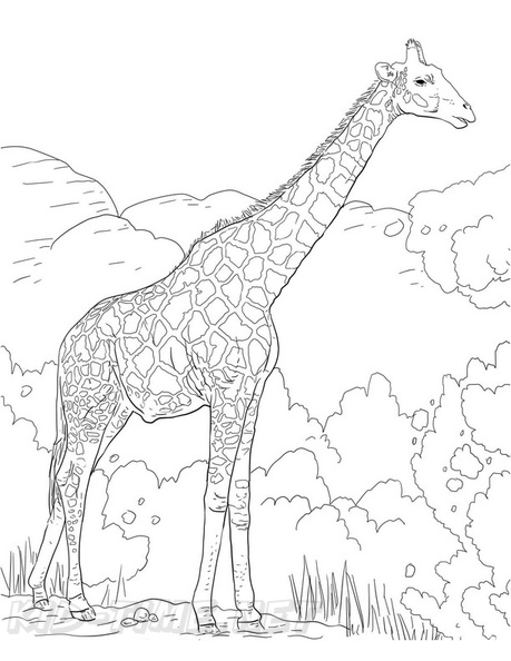 Realistic_Giraffe_Coloring_Pages_037.jpg