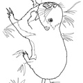 Gopher_Coloring_Pages_004.jpg