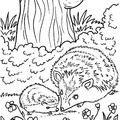 Hedgehog_Coloring_Pages_002.jpg